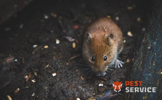 Дератизация в Ишимбае